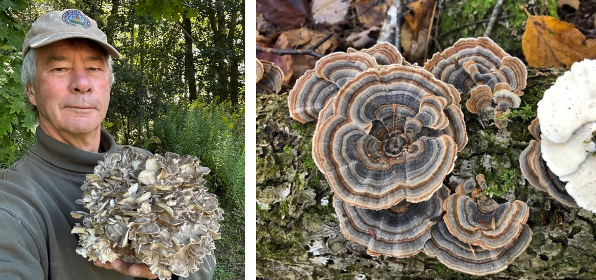 Medicinal Mushrooms Your Health 5 21 26 3